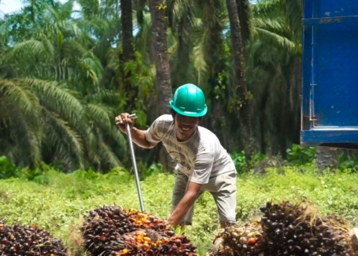 600 Petani Swadaya Kutai Kartanegara Terlibat Program Sawit Berkelanjutan