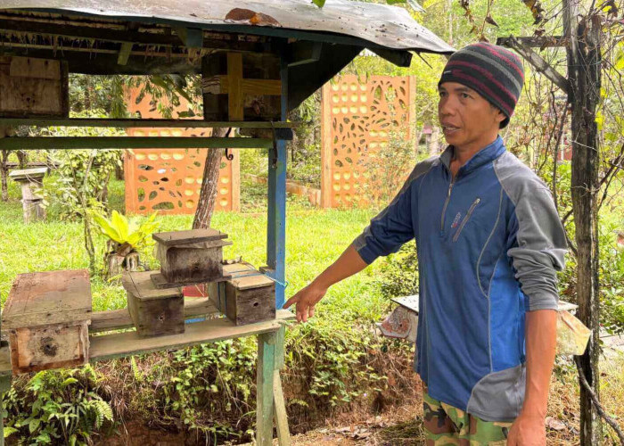 Dari Lahan Pribadi jadi Pusat Pembelajaran, Kiprah Sabil Kembangkan Madu Kelulut