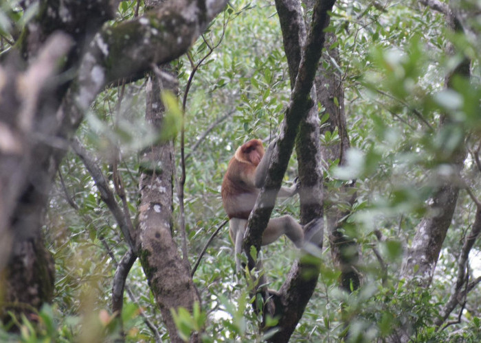 Bekantan Sang Penjaga Ekosistem Pesisir Kalimantan yang Terancam Punah