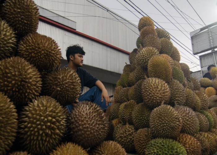 Tahun Ini Indonesia Telah Ekspor 4.077 Ton Durian Beku ke China, Peluang Menjanjikan untuk Petani Lokal