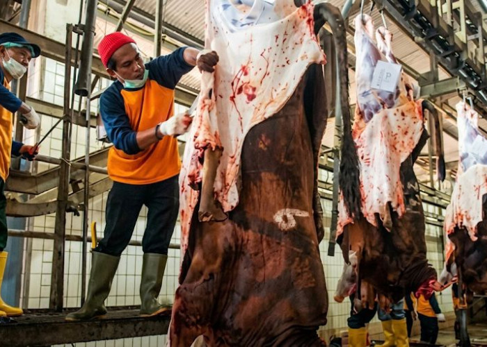 Cegah Anthrax Dinkes Kaltim Tingkatkan Pemeriksaan Hewan Kurban