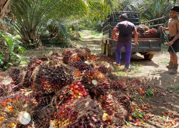 B50 Buka Peluang Pasar Baru Sawit Kaltim, Sementara Infrastruktur dan Efisiensi Masih Jadi Pekerjaan Rumah