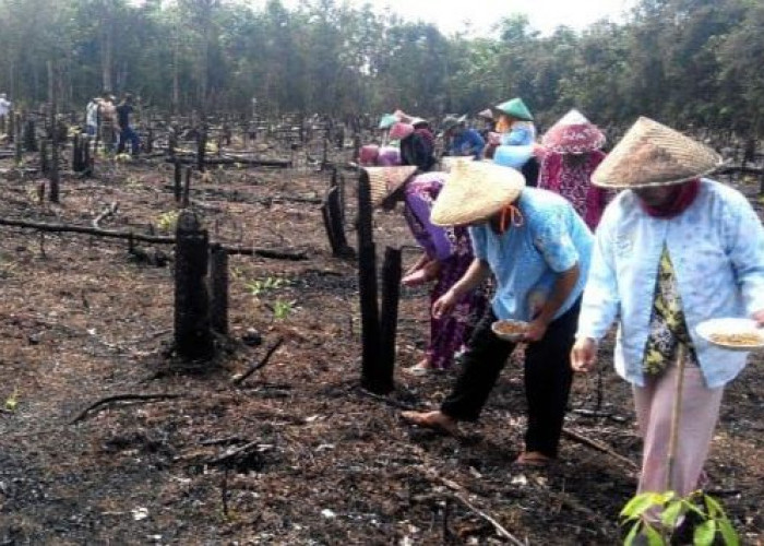 Program Tanam Padi 10 Hektare di Mahulu belum Maksimal, Kendala Teknis Masih Mendominasi