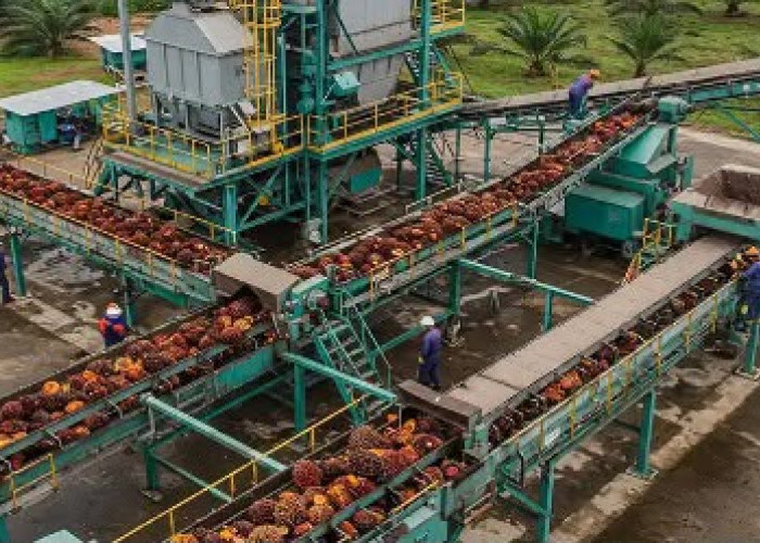 ?Kaltim Punya 4 Industri Pengolahan Sawit, Hilirisasi Komoditas Lain Masih Jadi PR