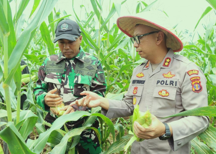 Ketika Polisi Turun ke Ladang, Lahan Setengah Hektare Hasilkan 3.500 Tongkol Jagung