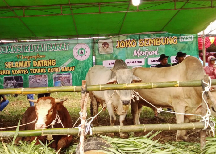Pemkab Kutai Barat Dorong Peternak Naik Kelas Lewat Kontes Ternak 2026