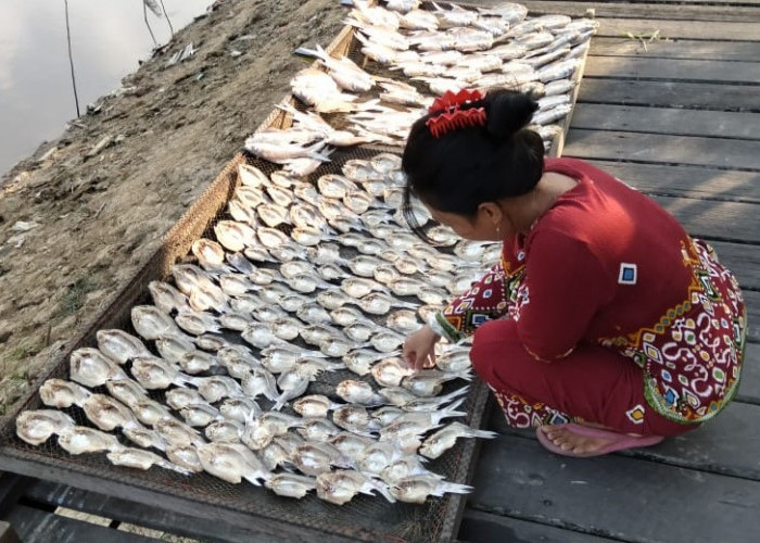 Kaya Vitamin A, Cina Minati Ikan Asin Senambah, Minta 7 Ton per Bulan