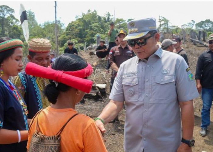 Wujudkan Kemandirian Pangan, Pemkab Mahulu Tanam Padi Gunung Seluas 10 Hektare per Desa