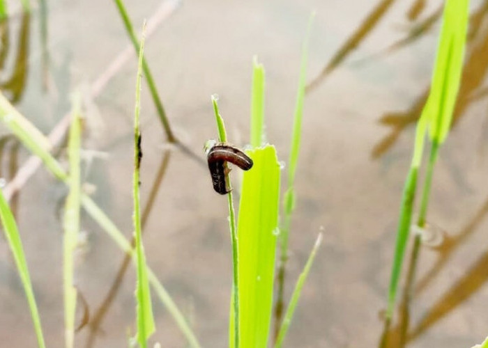 Ulat Grayak Serang Sawah di Nunukan, Hampir 1.500 Hektare Lahan Terancam