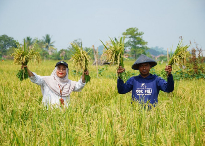 Dari 13 Jadi 25 Karung Padi, Petani Tasuk Rasakan Manfaat Program Berau Coal