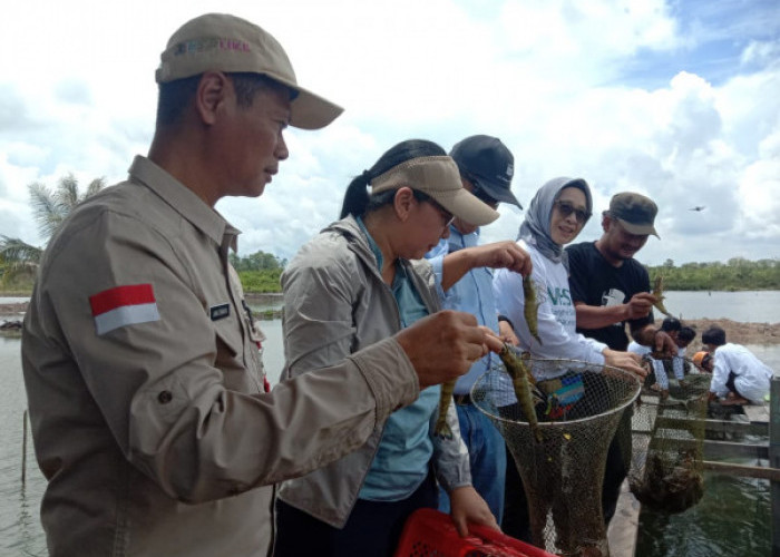 Udang Windu Jadi Potensi Perikanan Budidaya Berkelanjutan di Berau 