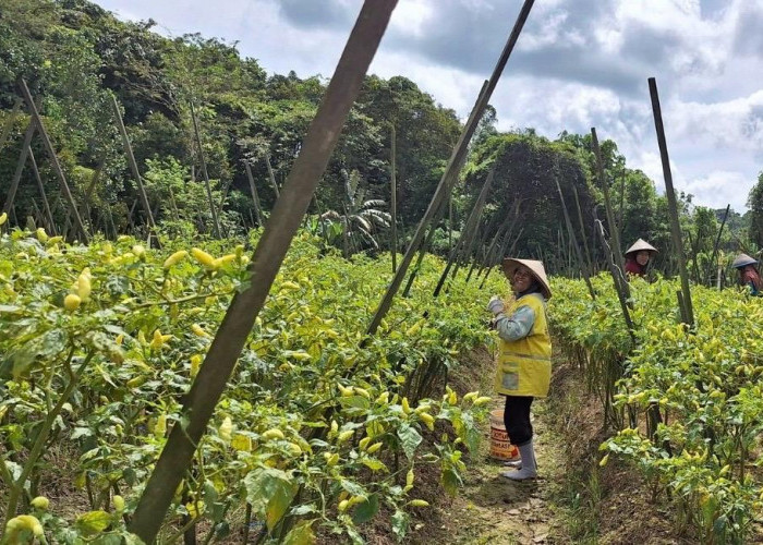 Petani Rapak Lambur Didorong Sukseskan Program Oplah, Setahun 3 Kali Panen