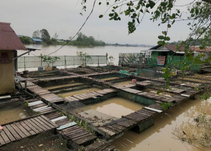 Pakan Tembus Rp400 Ribu per Karung, Pembudidaya Ikan Keramba Berau Putar Otak Olah Makanan Kedaluwarsa