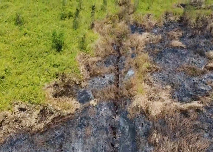 BPBD Paser Catat 191 Kejadian Karhutla hingga Agustus, Luas Lahan Terbakar Tembus 538 Hektare 