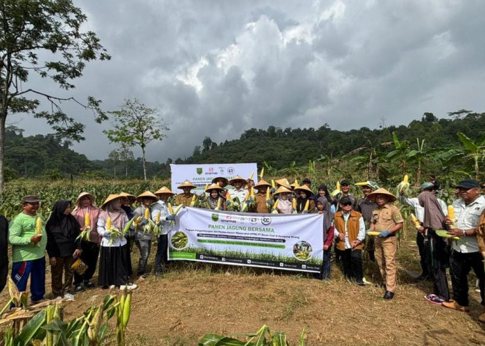 Panen Jagung Warnai Program Pengembangan Kakao-Holtikultura Binaan PT Berau Coal
