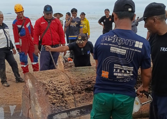 Kayu Raksasa Terseret Gelombang Hingga Pesisir Balikpapan, Warga Khawatir Merusak Permukiman