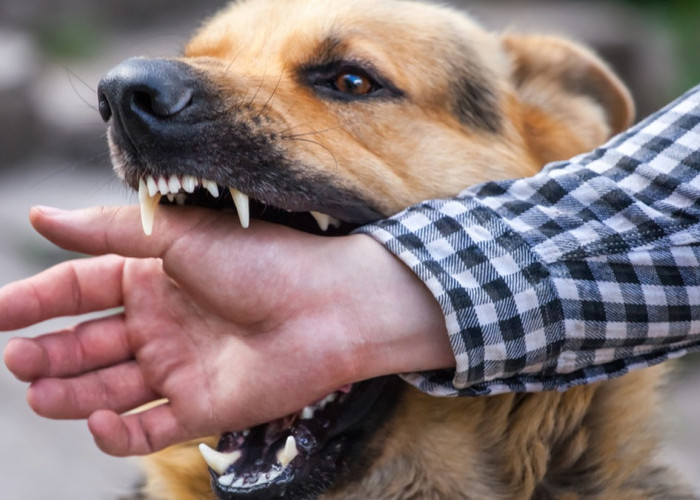 Tergigit Hewan Terinfeksi Rabies? Cegah Dampaknya dengan Cara Berikut