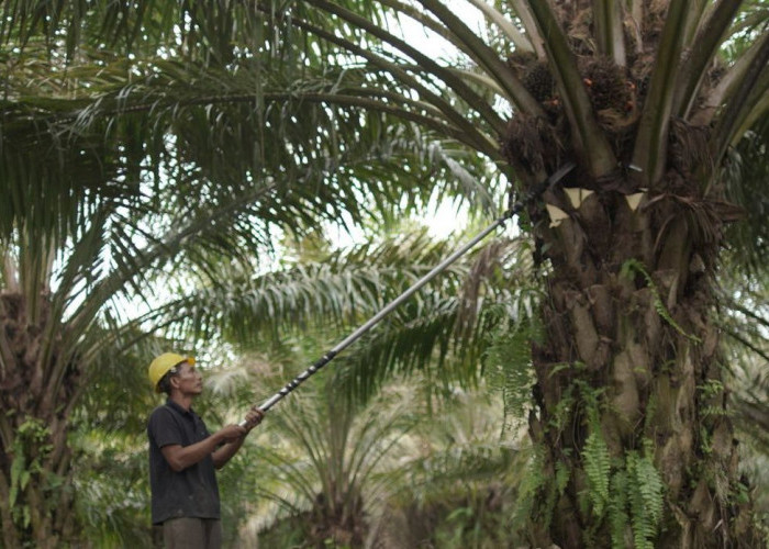 Indonesia Perlu Tranformasi dari Produsen ke Pusat Hiliriasi Sawit Global