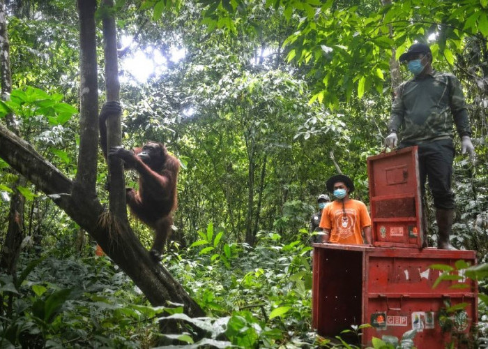 Sempat Dipelihara Ilegal, 3 Orangutan Kalimantan Pulang ke Hutan Kutai Timur