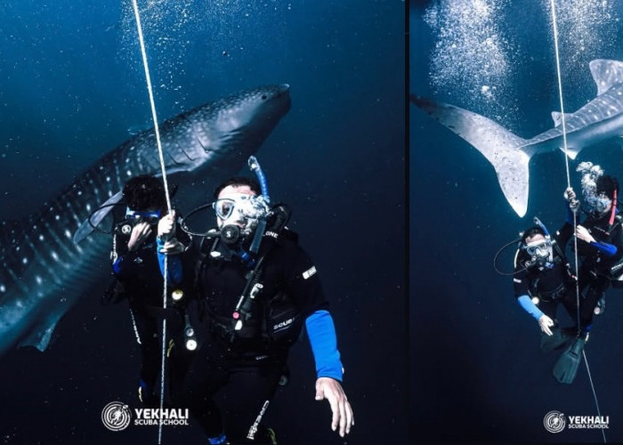 Merah Putih Bakal Dikibarkan Bersama Hiu Tutul di Pulau Miang, Dispar Kaltim: Bukan Gaya-gayaan!