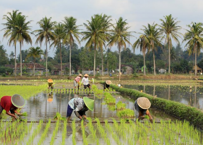 NTP Maret 2025 Naik, Petani Kaltim Makin Makmur