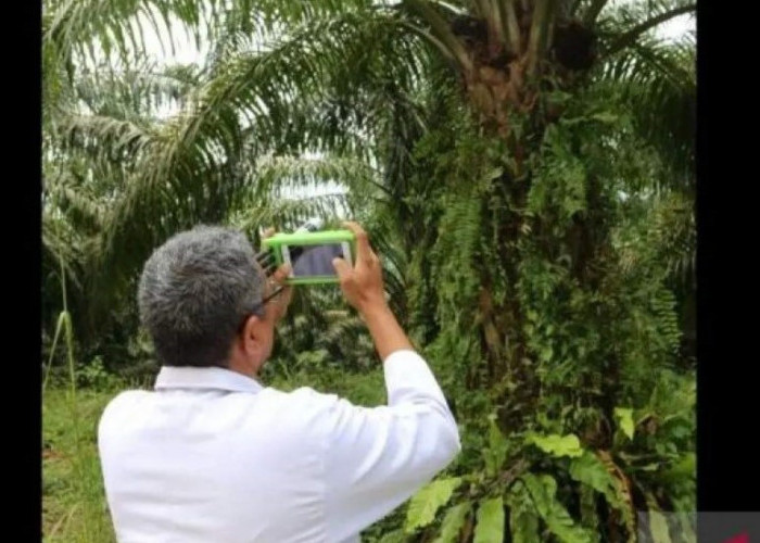 Akademisi Ini Temukan Sensor Cerdas untuk Petani Sawit