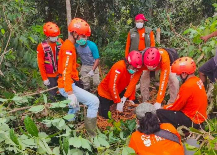 Satu Orangutan Dievakuasi dari Permukiman Kaubun Kutim, Tim Masih Cari Satwa Lain