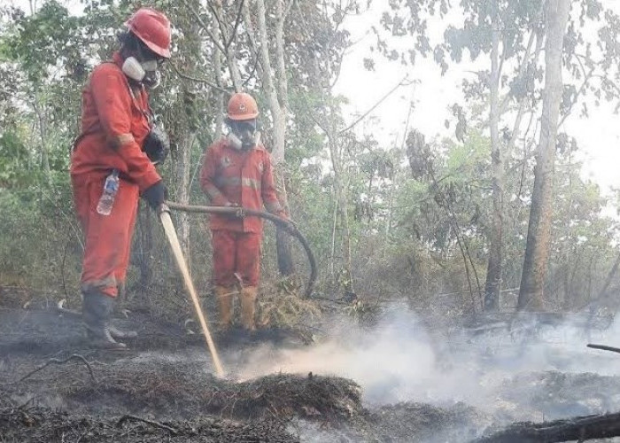 Karhutla Kaltim Berulang, Dishut Soroti Pembukaan Lahan dengan Cara Dibakar