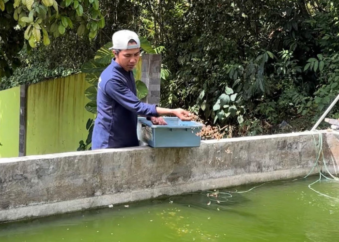 Sisa Menu MBG di Muara Jawa Dimanfaatkan untuk Budidaya Maggot