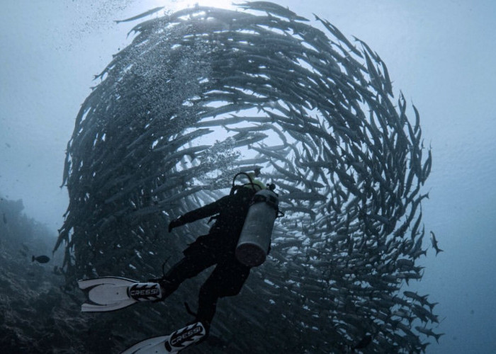 Bidik Potensi Barakuda Maratua, Bupati Berau Minta Promosi Pariwisata Lebih Agresif