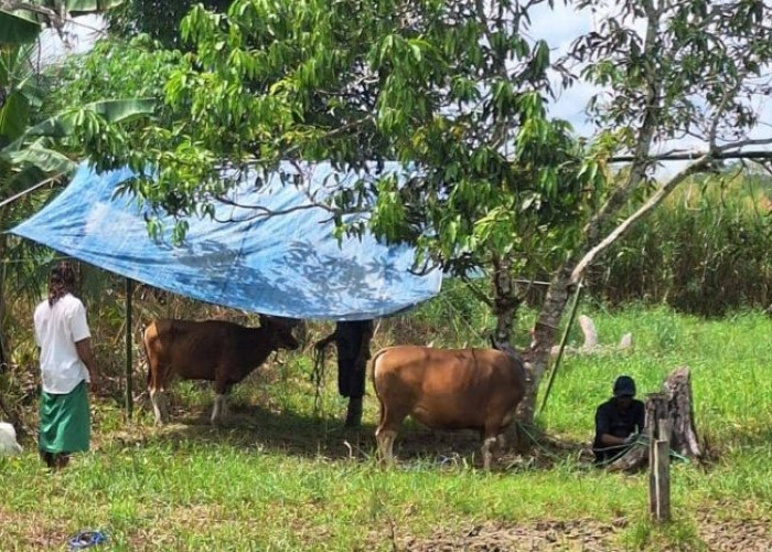 Pemkab Paser Sumbangkan 20 Ekor Sapi Kurban untuk 10 Kecamatan