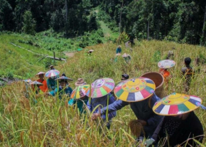 Akibat Cuaca dan Serangan Hama, Hasil Panen Padi Ladang di Mahulu Turun 
