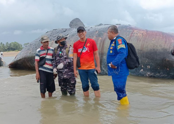 Paus Sperma 40 Ton Mati di Pesisir Pantai Balikpapan, Evakuasi Terkendala Pasang Surut Air Laut