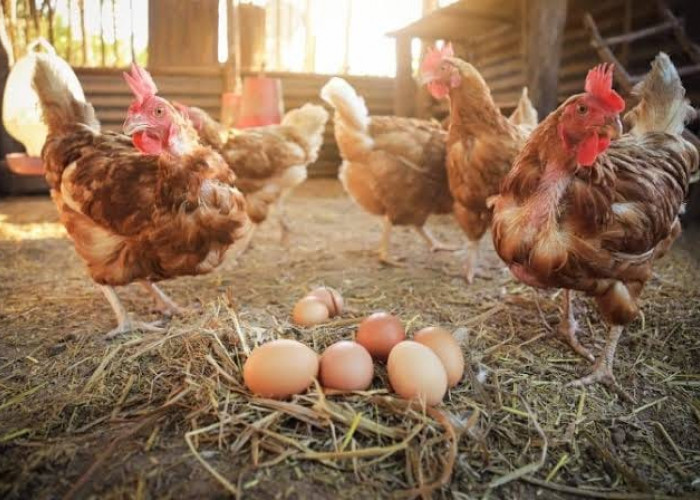 BUMDes Sungai Bawang Kembangkan Usaha Ayam Petelur, Kini Masih Terkendala Pemasaran