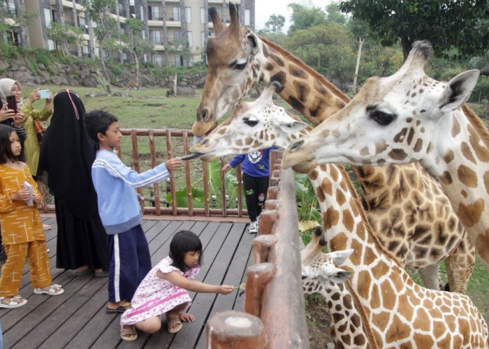 Taman Safari Indonesia Segera Hadir di IKN, Destinasi Wisata Baru di Kaltim