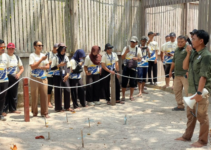 Kasus Pencurian Telur Penyu di Sangalaki dan Semama Masih Terjadi, Pelaku Incar Musim Kawin 