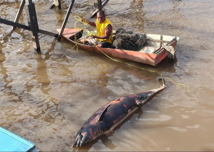 Berakhir Tragis, Lumba-Lumba yang Nyasar ke Sungai Mahakam Diduga Sempat Ikuti Mangsa hingga Tersesat