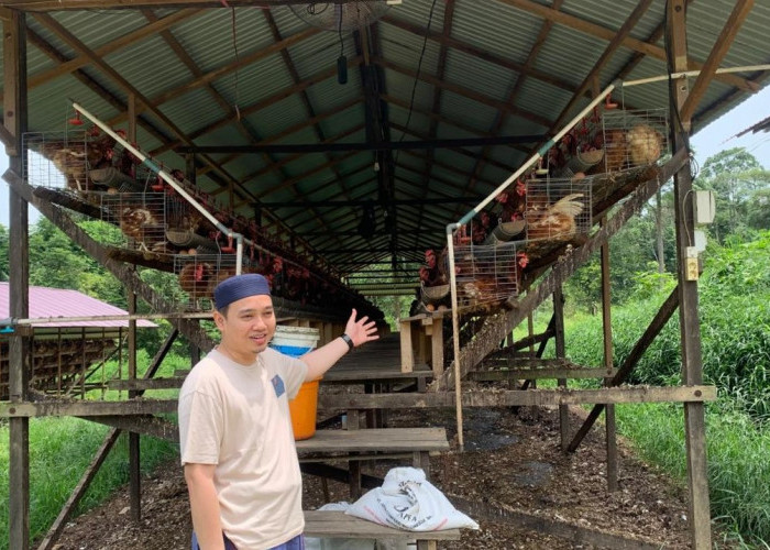 Di Ponpes Al-Banjari, Ribuan Ayam Menopang Kehidupan Santri