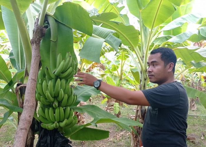 Berau Kembangkan Pisang Kepok dengan Kultur Jaringan, Dorong Produktivitas dan Kualitas Pertanian