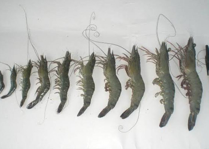 Bibit Udang Windu Lokal Berau Diserbu Petambak, Hatchery Tanjung Batu Kewalahan Penuhi Permintaan