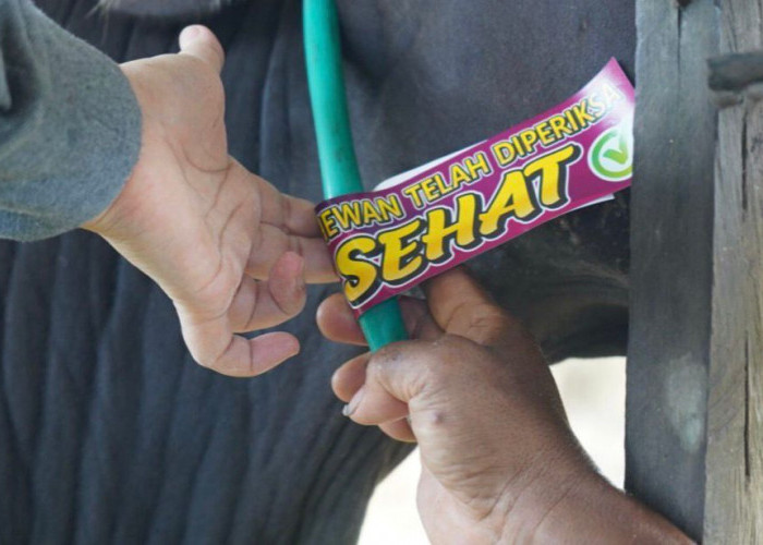 Pengawasan Hewan Kurban Diperketat, DTPHP Kutim Tempelkan Stiker Khusus 