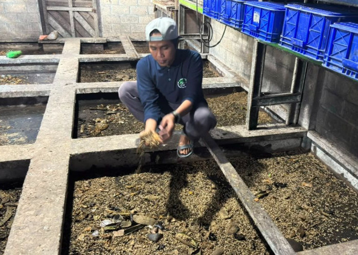 Dari Sampah Organik, Maggot di Muara Jawa Kaltim Ini Diolah Jadi Pupuk dan Pakan Ternak