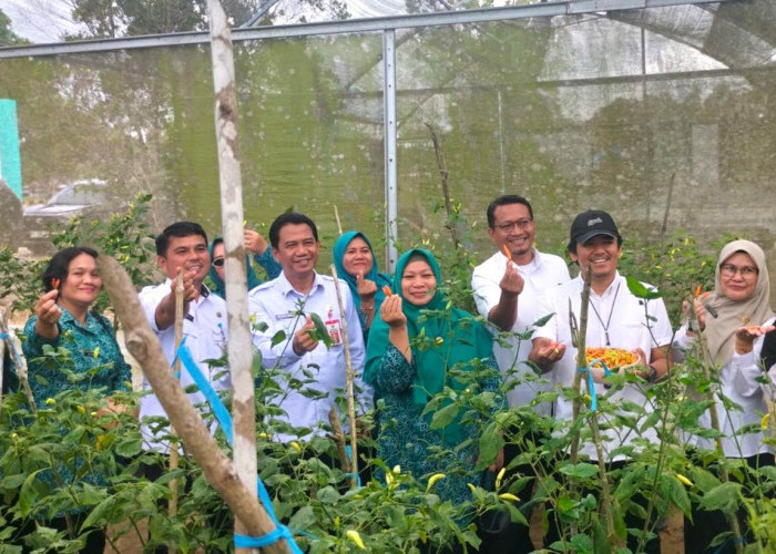 Tekan Inflasi, Pemkab PPU Dorong Pemanfaatan Pekarangan Lewat Gerakan Tanam Cabai