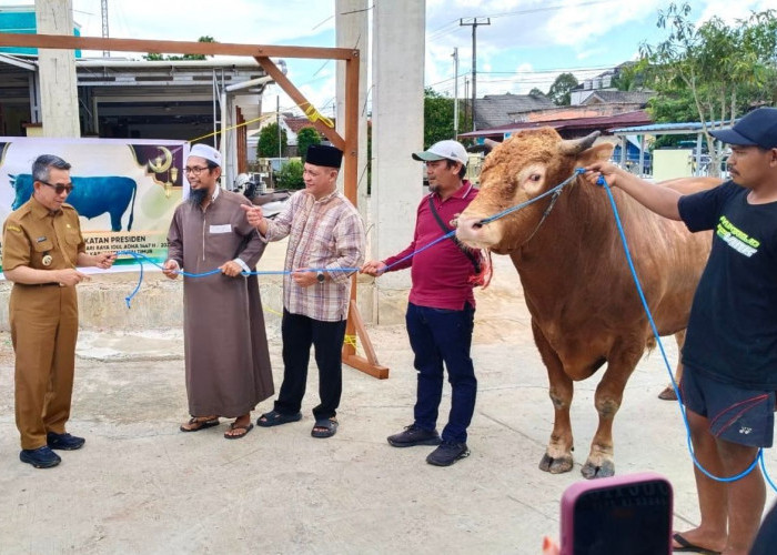 Bupati Kutim Serahkan Sapi Kurban Presiden Hampir 1 Ton ke Masjid Al-Falah