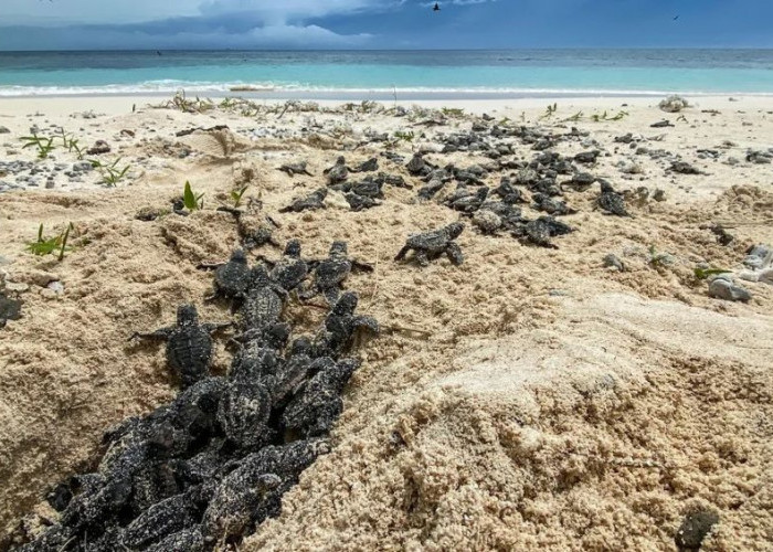 Survei YKAN: Pulau-Pulau Kecil Berau Masih Jadi Rumah Aman bagi Penyu