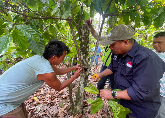 Dari Kebun ke Konservasi, PAMA Latih Petani Kakao Berau Tingkatkan Kualitas Panen
