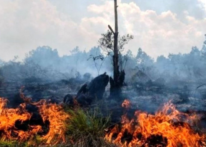 Waspada! Tiga Kecamatan di Mahulu Ini Rawan Karhutla