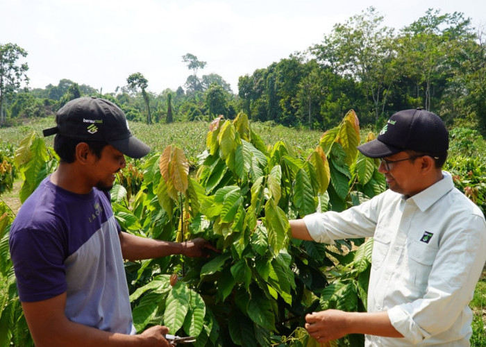 Petani Kampung Maluang Sukses Terapkan Integrated Farming Lewat Program Kakao PT Berau Coal
