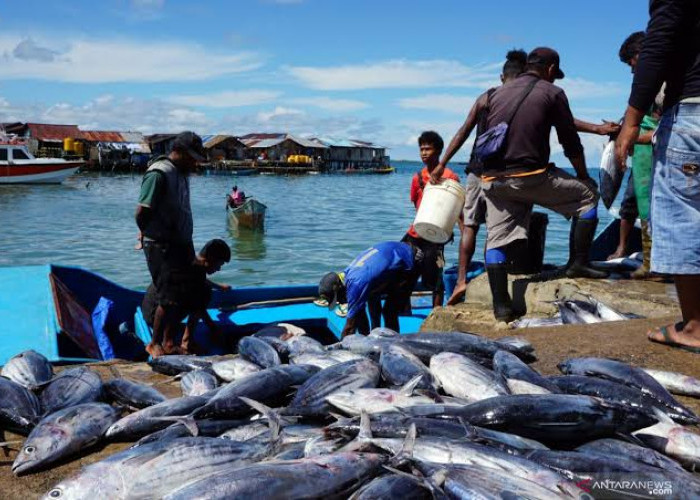 Tingkat Konsumsi Ikan di Kaltim Tidak Merata, Berau Jadi yang Tertinggi