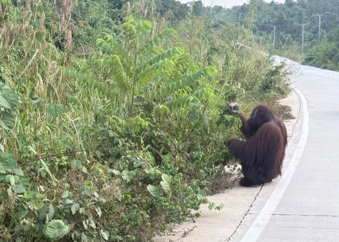 Orangutan Turun ke Jalan Poros Rantau Pulung-Sangatta, Warga Minta Dievakuasi